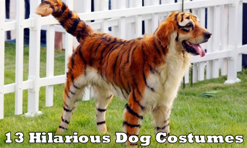 Dogs Tiger Get-Up For Halloween