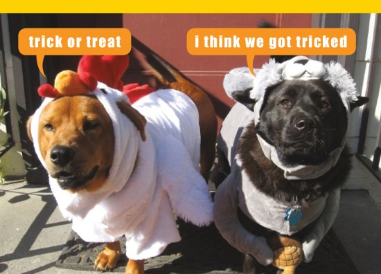 Tricked Dogs!!