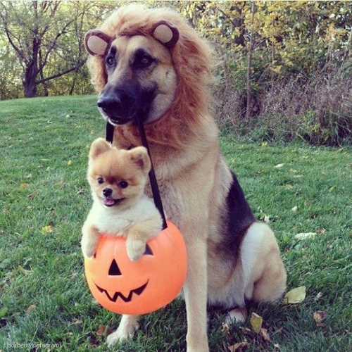 Doggies having Fun in Halloween