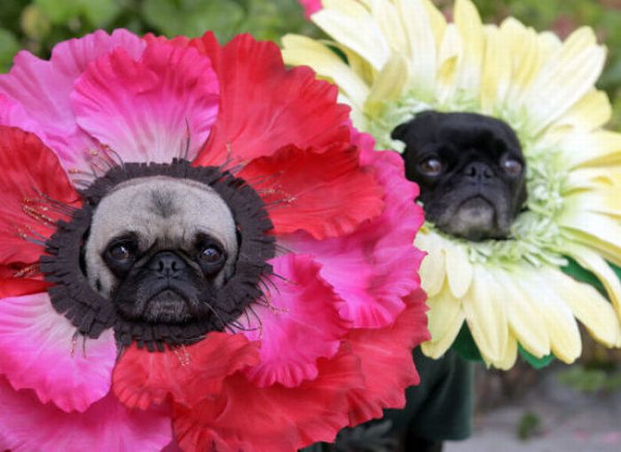 Dogs Are Getting Ready For Halloween