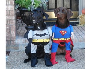 Batman and Superman Dogs