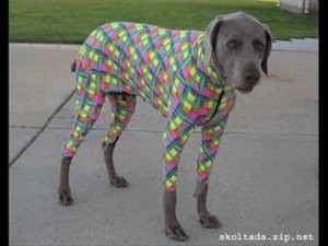 Dog in Colorful Costume Seems Tricked