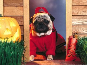 Funny Dog Welcomes Halloween in A Devil Costume