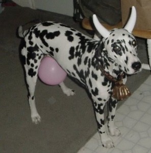 Dog Got Tricked with A Balloon