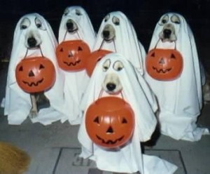 Halloween Dogs in Ghost Outfit